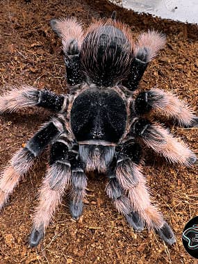 Beginner-Friendly Tarantulas