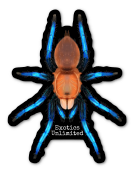 3" Tarantula Sticker Free after $75