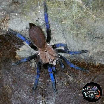 Birupes simoroxigorum (Neon Blue Leg Tarantula) 1.5"