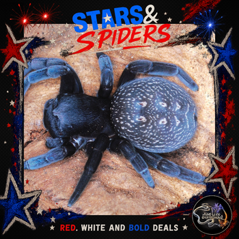 Eresus walckenaeri (Mediterranean Velvet Spider) 1/8-1/4" STARS SALE