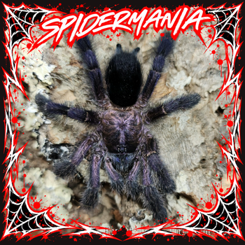 Avicularia purpurea (Purple Pink Toe Tarantula) 0.5-0.75"