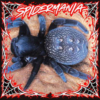 Eresus walckenaeri (Mediterranean Velvet Spider) 1/8-1/4"