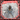 Hapalopus planetearth (Ecuadorian Crowned Tarantula) 0.75-1"