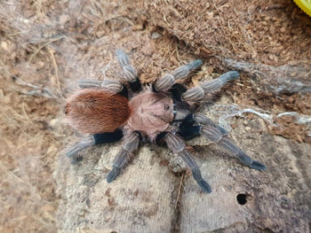 Bonnetina minax (Mexican Copperhead Tarantula) 0.5"