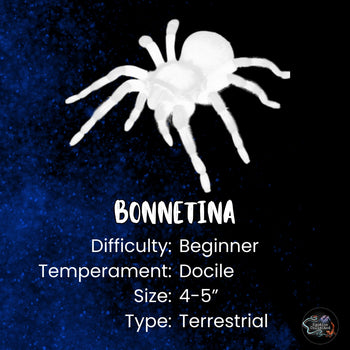 Bonnetina tanzeri (Mexican Sunset Tarantula) 0.5"