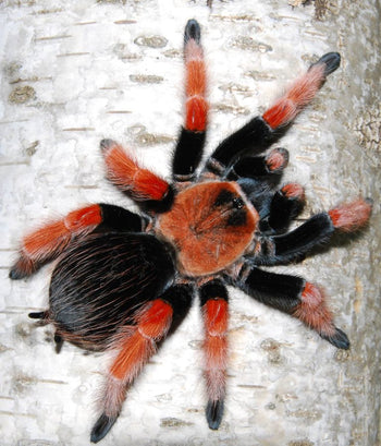 Brachypelma boehmei (Mexican Fire Leg Tarantula)