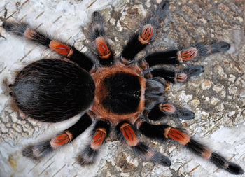 Brachypelma hamorii (Mexican Red Knee Tarantula) 1.5-2"