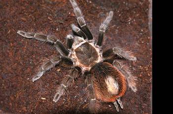 Brachypelma epicureanum