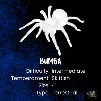 Bumba horrida (Brazilian Red Head Tarantula) 0.5" Bulk 10 Pack