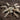 Hysterocrates laticeps (Nigerian Rust Leg Baboon Tarantula)