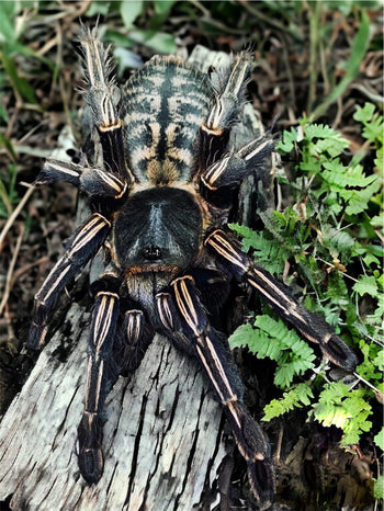 Haplopelma albostriatum Ratchaburi, Thai Zebra tarantula.