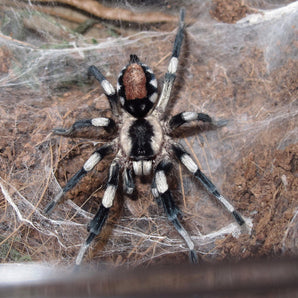 Cyriocosmus ritae (Peruvian Black & White) 1-1.5”+ Well started showing adult colors!