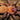 Citharacanthus cyaneus (Orange & Violet Dwarf Tarantula) about 0.5"