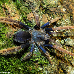 Coremiocnemis hoggi (Hogg's Blue & Pink) 1-1.5"