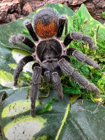 Homoeomma chilense (ex chilensis)(Euathlus sp. red) (Chilean Dwarf Flame Tarantula) about 3/4"