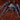 Cyriopagopus longipes blue Tarantula