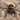 Phidippus carolinensis (Carolina Jumping Spider)