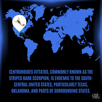 Centruroides vittatus (Striped Bark Scorpion) 1"
