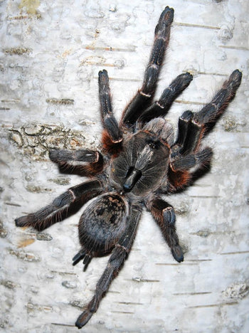 Ceratogyrus darlingi (Rear Horned Baboo Tarantulan) 0.5-0.75" FREE AFTER $150 SPENT