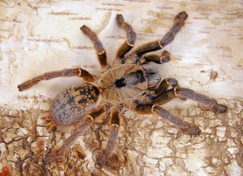 Ceratogyrus sanderi (Golden Horned Baboon Tarantula) 0.5-0.75"