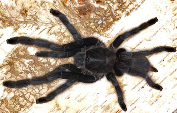 Chilobrachys sp. 'Kaeng Krachan' (Dark Earth Tiger Tarantula)