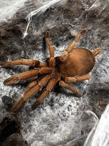 Chilobrachys sp 'mekong' (Mekong Earth Tiger Tarantula)