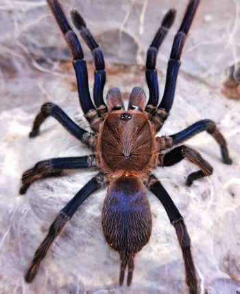 Chilobrachys sp. Aladdin, Blue Dream Earth Tiger tarantula.