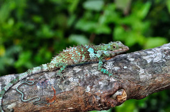 Cophotis dumbara (Sri Lankan Pygmy Lizard)