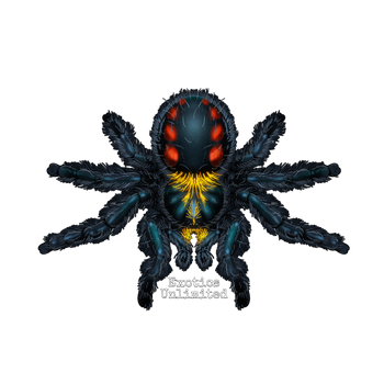 Exotics Unlimited Gift Card