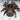 Cyclocosmia lannaensis (Lanna Trapdoor Spider) 0.25"