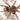 Cyriocosmus giganteus (Giant Dwarf Tarantula) 0.25-0.5"