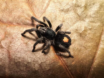 Cyriocosmus sp. 'Oronegro' (Golden Heart Dwarf Tarantula) 0.25"