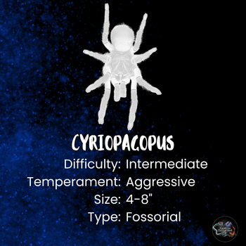 Cyriopagopus longipes 'Blue' Tarantula 1-1.5"