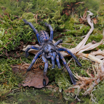 Melopoeus sp "Purple Zebra" (Thai Purple Zebra Tarantula)