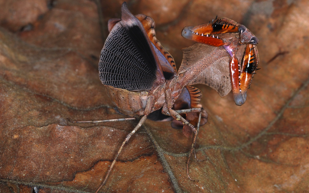 Deroplatys lobata