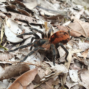 Davus sp. 'Columbia' (Magma-Rump Tarantula) 1" RARE