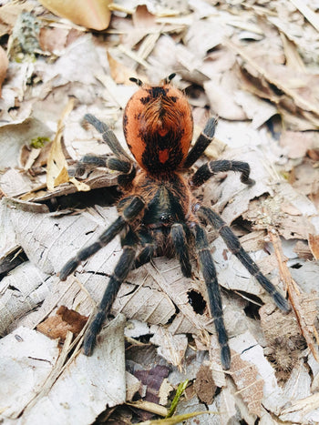 Davus sp. 'Colombia' (Magma-Rump Tarantula) 0.75" RARE