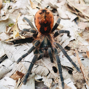 Davus sp. 'Columbia' (Magma-Rump Tarantula) 1.5" RARE