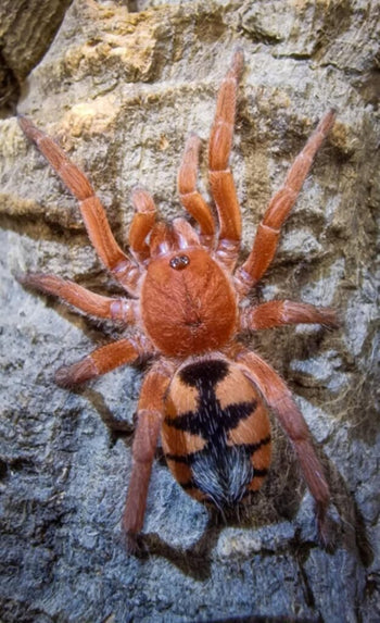 Devicarina guidonae (Orange Blaze Dwarf Tarantula) *Worlds First Breeding*
