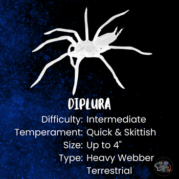 Diplura sp. 'Aqua Fria' (Tiger Curtain Web Spider) 1"