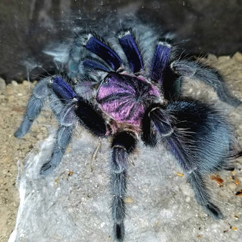 Phormictopus sp. 'Dominican Purple' (Purple Beauty Bird Eater Tarantula) 0.75-1" FREE AFTER $350 SPENT