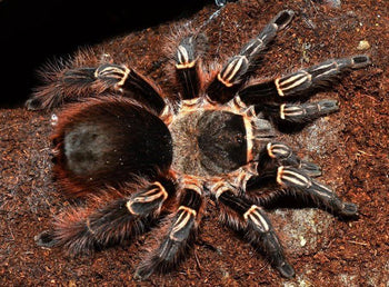 Eupalaestrus larae (Gold Zebra Beauty Tarantula)