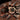 Eupalaestrus larae (Gold Zebra Beauty Tarantula)