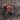 Euathlus metropolitina Tarantula 0.25-0.5"