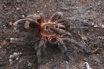 Euathlus metropolitina Tarantula 0.25-0.5"
