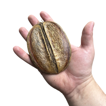 Coffee Pod  Hardscape