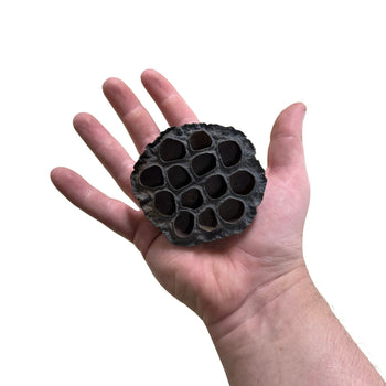 Lotus Head Seed Pod