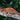 Gargoyle Gecko BG2023