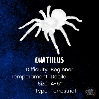Euathlus manicata "Black" (Chilean Black Flame Tarantula) 1-1.5"