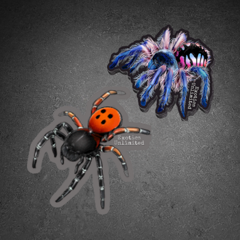 2" Tarantula/Spider Stickers FREE AFTER $50